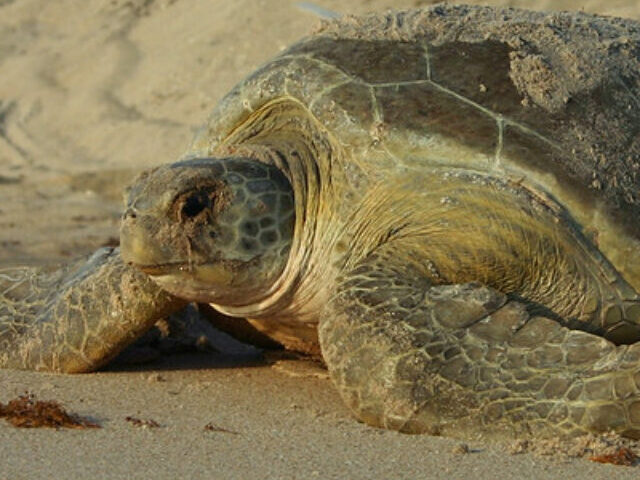 cropped-Sea-Turtle-Populations-Rebound-in-Over-Half-of-Global-Habitats-6.jpg
