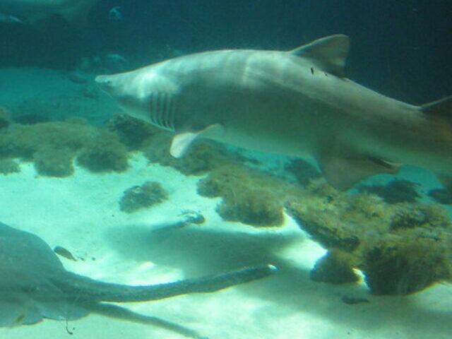 Representative Image Shark Tank, Photo Source: Eden (CC BY 2.0)