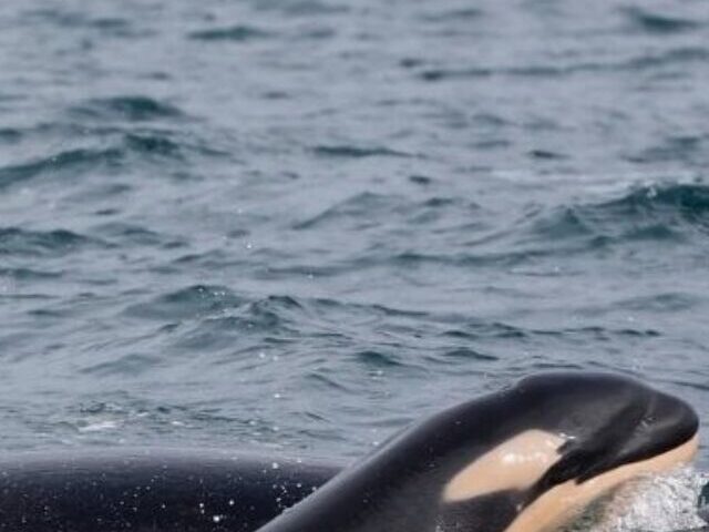 Killer Whale. Photo Source: Center for Whale Research (Facebook)