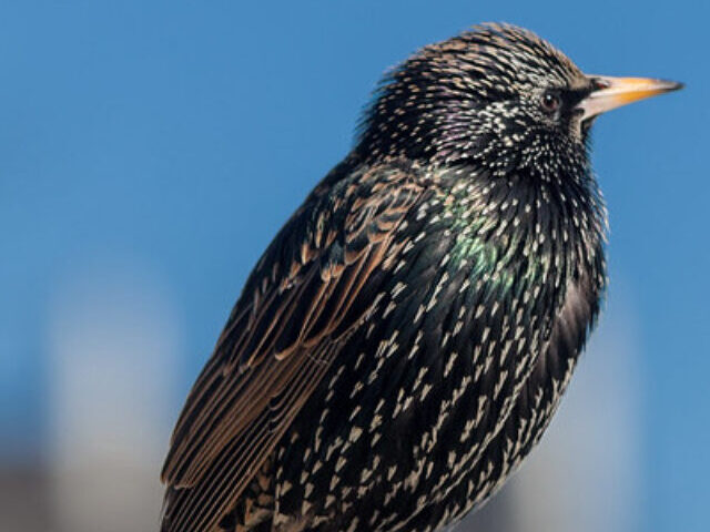 Representative Image: European Starling [49/366]. Photo Source: Tim Sackton (CC BY-SA 2.0)