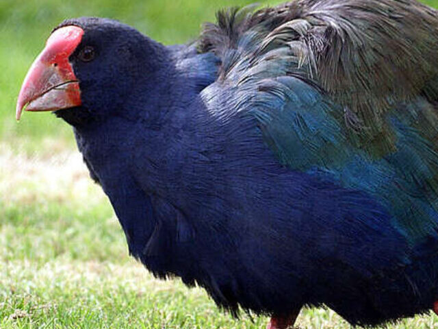 Representative Image: South Island Takahe. (Porphyrio hochstetteri) Photo Source: Bernard Spragg. NZ (CC0 1.0)