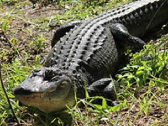 Representative Image: Alligators at Orlando Wetlands Park (Christmas, Florida) - October 31, 2014. Photo Source: Corey Seeman (CC BY-NC-SA 2.0)