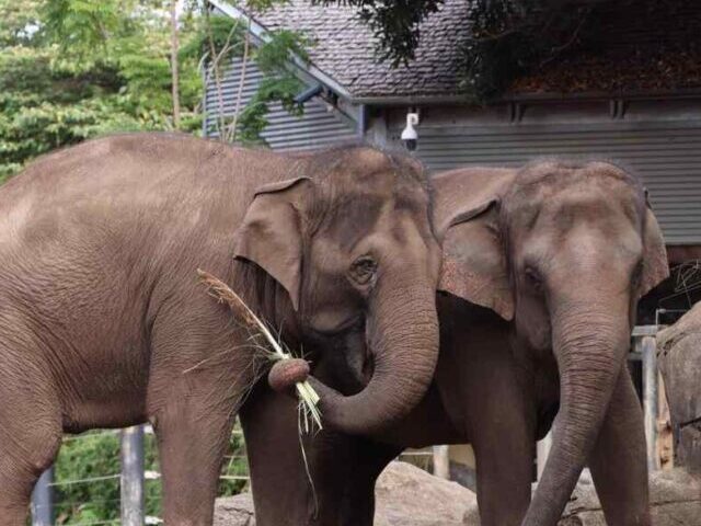 Representative Image: Two elephants standing close together near a water body. Photo Source: Taronga Zoo Sydney (Facebook)