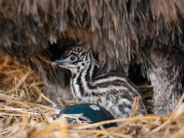 Emu Chicks.Photo Source: Longleat