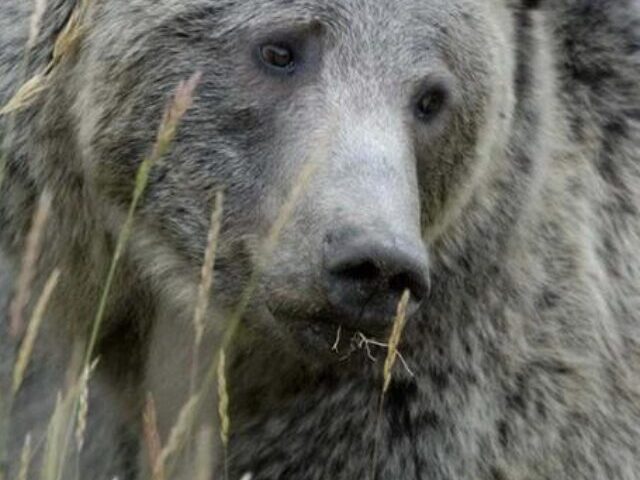 Yellowstone Grizzly Bears. Photo Source: Terry Tollefsbol