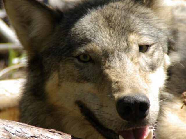 Wolves in Washington state. Photo Source: Washington Department of Fish and Wildlife.