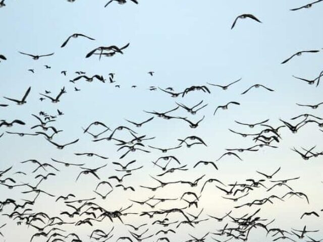 Migratory Birds