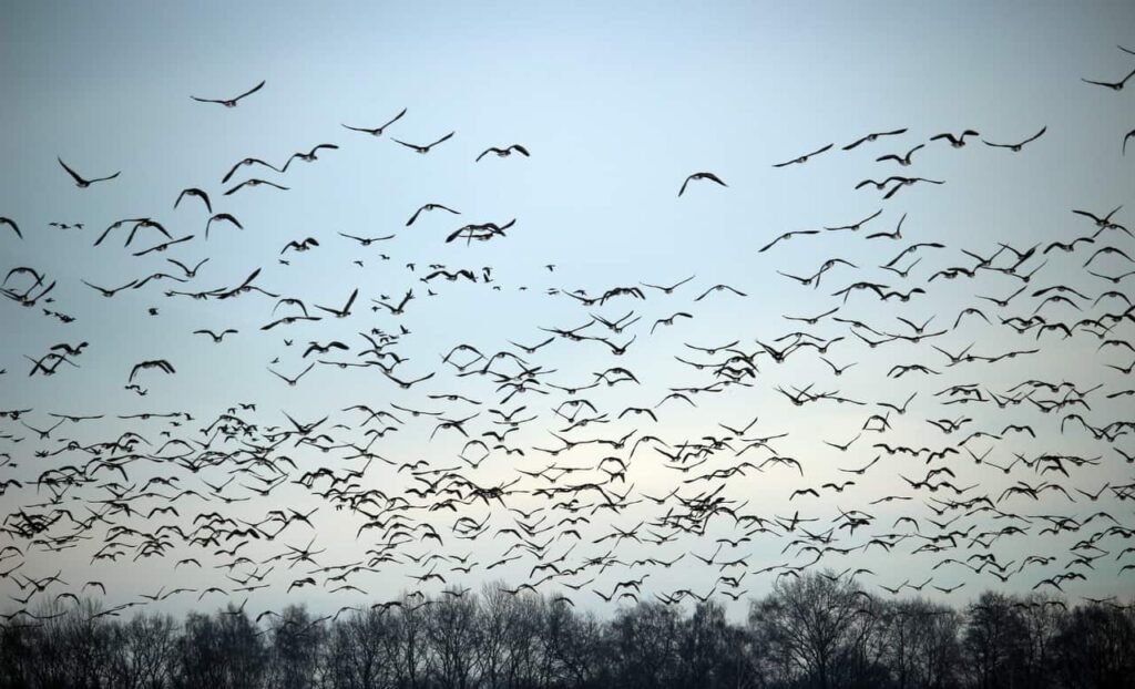 nature-branch-winter-bird-wing-cloud