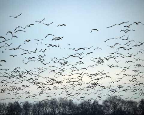 nature-branch-winter-bird-wing-cloud