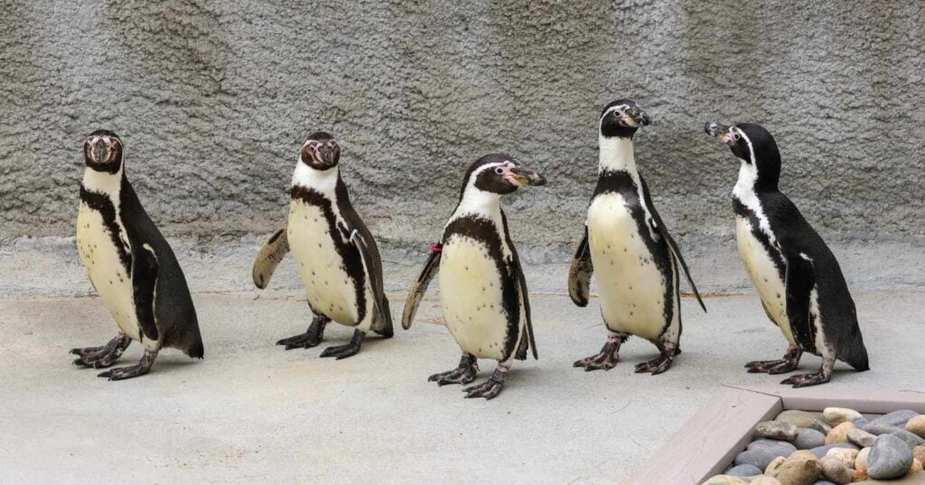 Humboldt Penguins. Photo Source- Roger Williams Park Zoo & Carousel Village (Facebook).