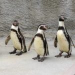 Humboldt Penguins. Photo Source- Roger Williams Park Zoo & Carousel Village (Facebook).