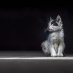 Representative Image. Gray Kitten. Photo Source: Pickpik.