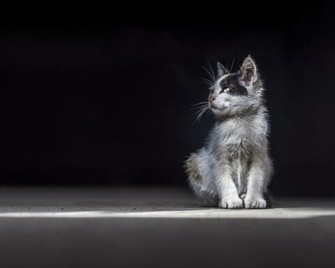 Representative Image. Gray Kitten. Photo Source: Pickpik.