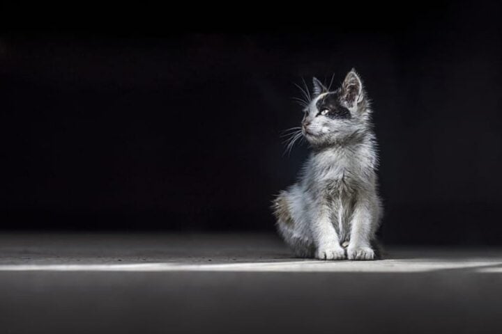 Representative Image. Gray Kitten. Photo Source: Pickpik.