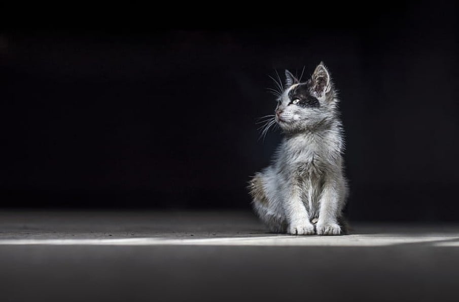 Representative Image. Gray Kitten. Photo Source: Pickpik.