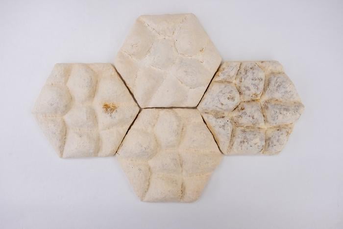 Image of the 'fungi tiles' Image of the 'fungi tiles'.Photo source - NTU Singapore