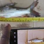 Endangered-Fish