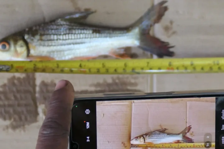 Endangered-Fish