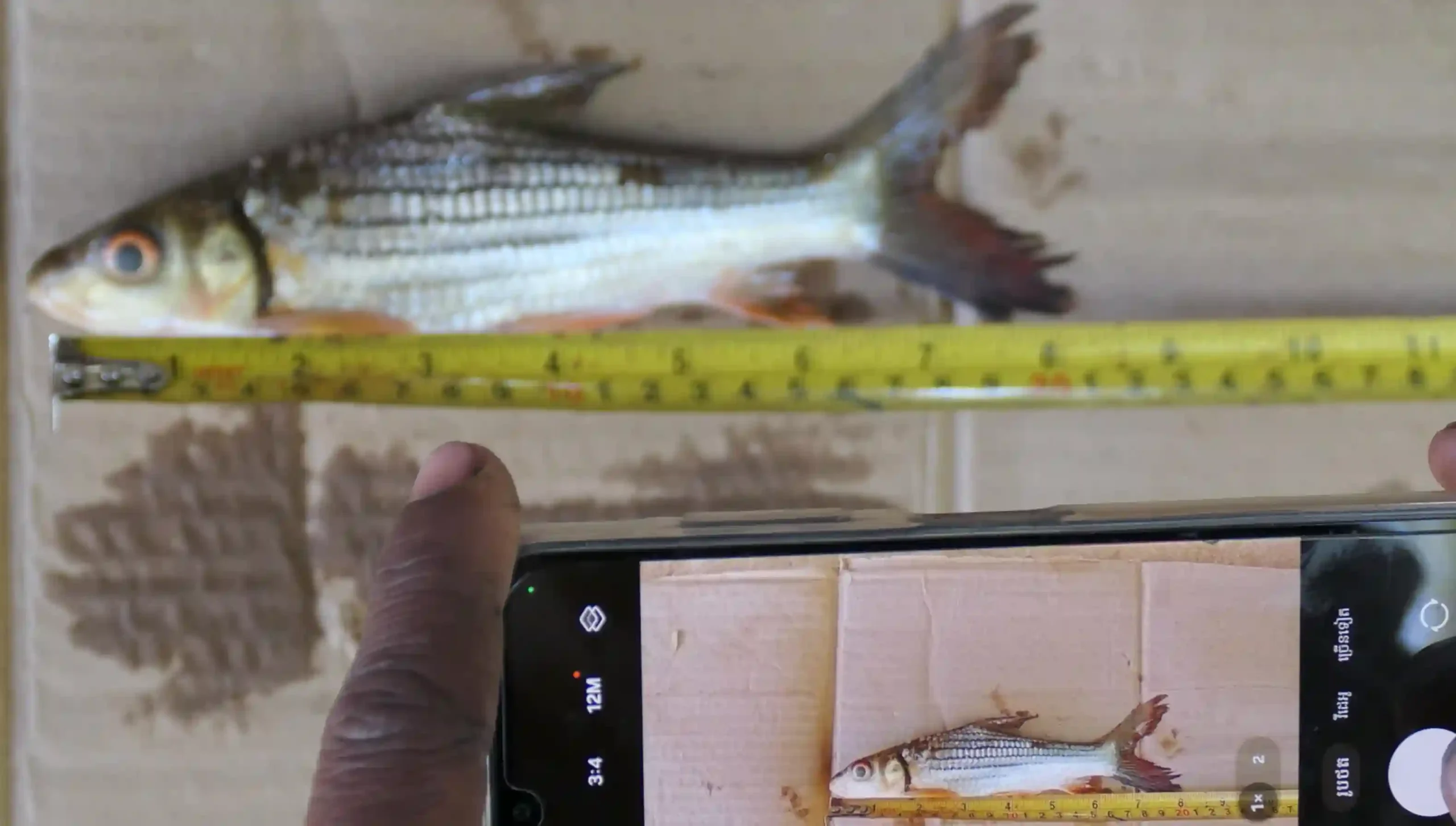Endangered-Fish