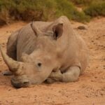 A rhino laying on the ground in the dirt.