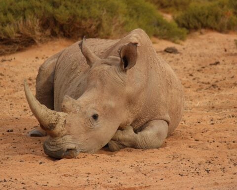 A rhino laying on the ground in the dirt.