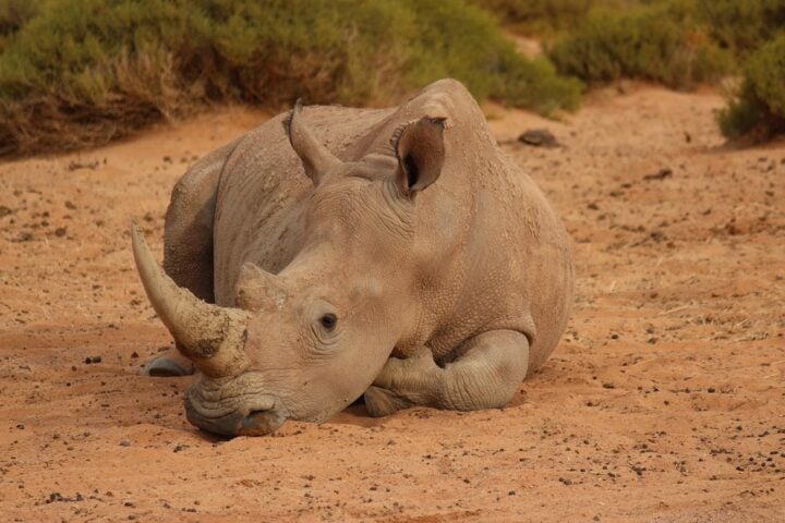 A rhino laying on the ground in the dirt.