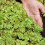 Giant Salvinia Mat. Photo Source: Florida Fish and Wildlife (CC BY-ND 2.0)