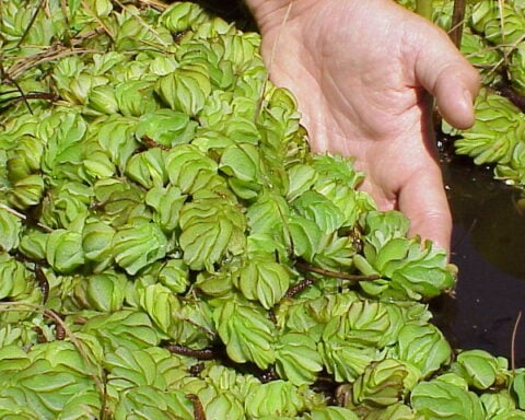 Giant Salvinia Mat. Photo Source: Florida Fish and Wildlife (CC BY-ND 2.0)