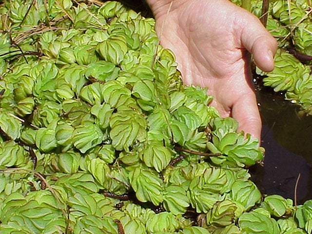 Giant Salvinia Mat. Photo Source: Florida Fish and Wildlife (CC BY-ND 2.0)