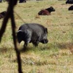 Wild hog in Arkansas