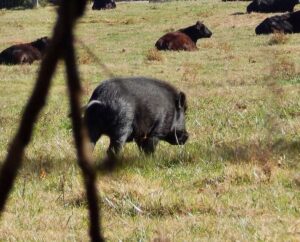 Wild hog in Arkansas