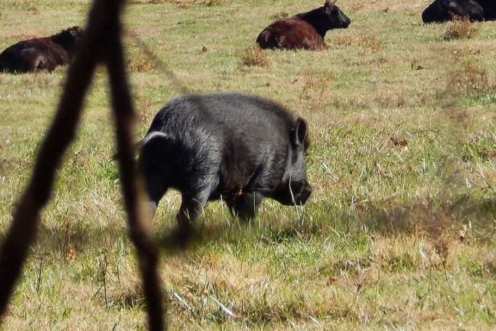 Wild hog in Arkansas