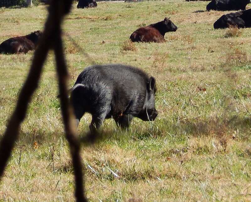 Wild hog in Arkansas