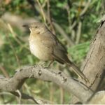 Bendire's thrasher - Photo Source:- Center for biological diversity