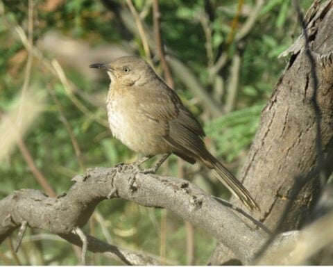 Bendire's thrasher - Photo Source:- Center for biological diversity
