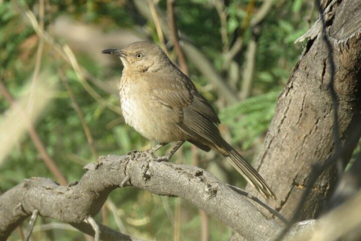 Bendire's thrasher - Photo Source:- Center for biological diversity