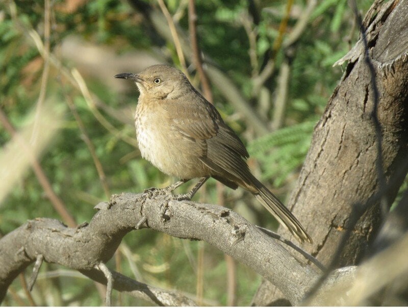 Bendire's thrasher - Photo Source:- Center for biological diversity