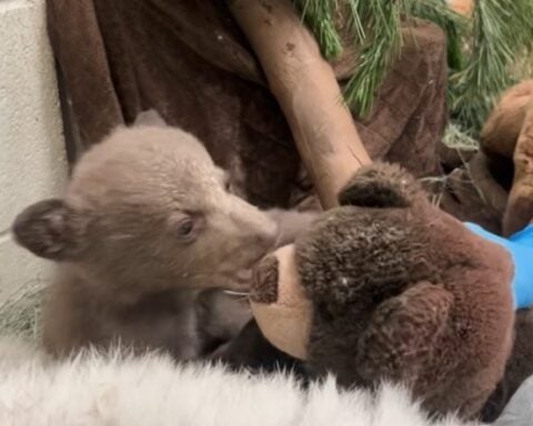 Black Bear Cub. Photo Source: San Diego Humane Society.