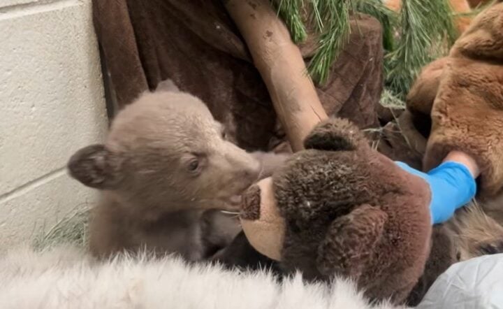 Black Bear Cub. Photo Source: San Diego Humane Society.