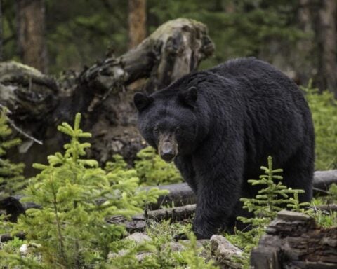 Large Black Bear Walking,Photo Source: Freerange