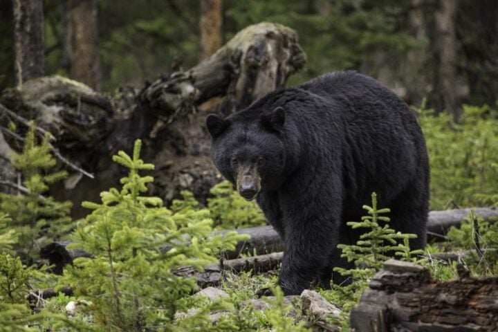 Large Black Bear Walking,Photo Source: Freerange