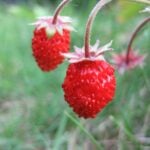 Wild Strawberries. Photo Source: James McNally (CC BY-SA 3.0)