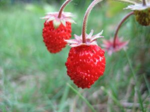 Wild Strawberries. Photo Source: James McNally (CC BY-SA 3.0)