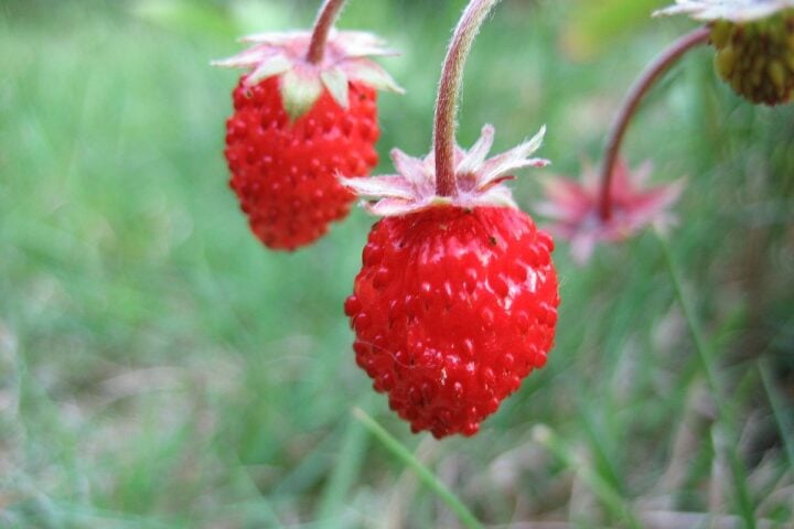 Wild Strawberries. Photo Source: James McNally (CC BY-SA 3.0)