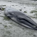 A young Bryde’s whale in Port McNeill Bay. Image source: Namgis First Nation