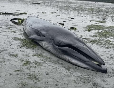 A young Bryde’s whale in Port McNeill Bay. Image source: Namgis First Nation