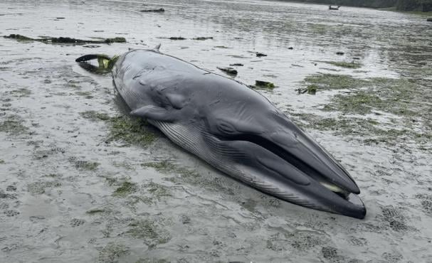 A young Bryde’s whale in Port McNeill Bay. Image source: Namgis First Nation