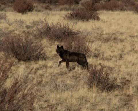 California Wolf Packs Reach 10 as Population