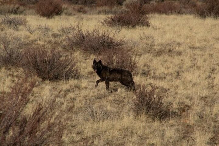 California Wolf Packs Reach 10 as Population