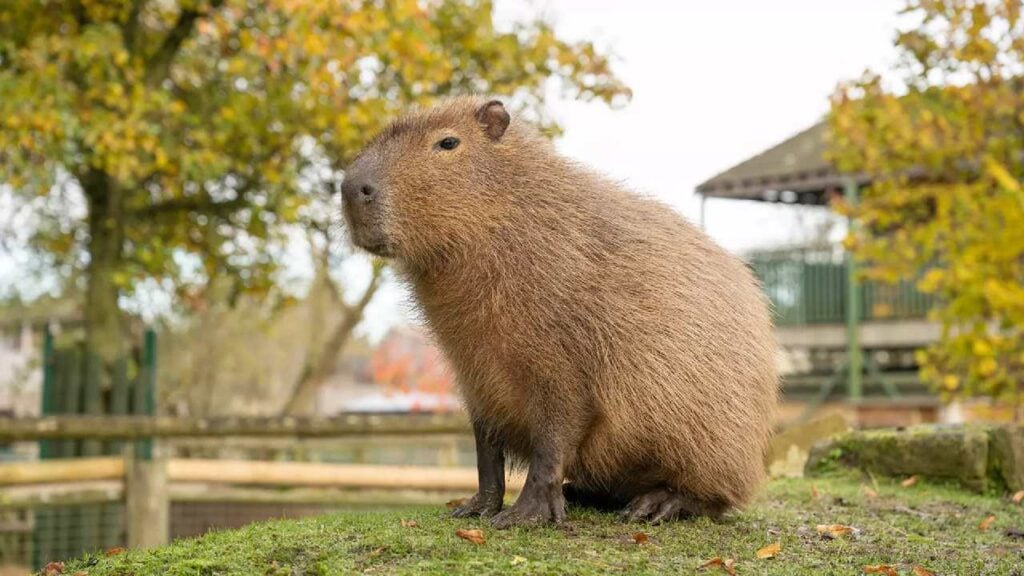 Capybara